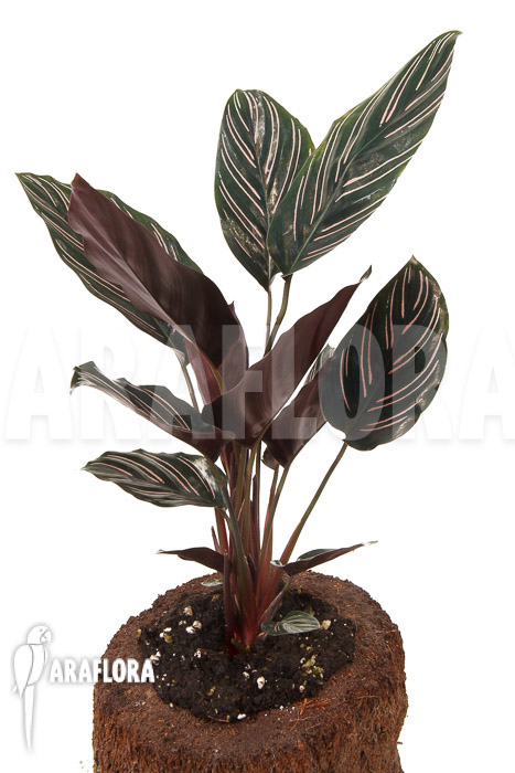 Calathea ornata ‚Sanderiana‘