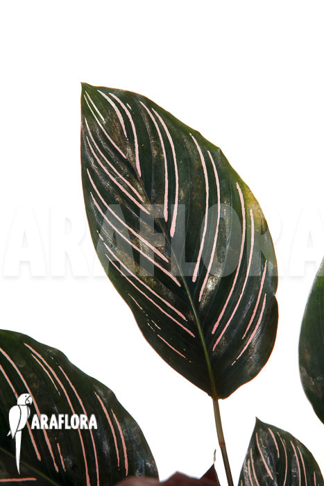 Calathea ornata ‚Sanderiana‘