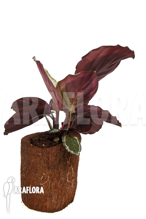 Calathea roseopicta ‚Marion‘