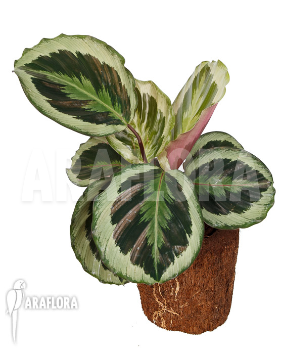 Calathea roseopicta ‚Marion‘