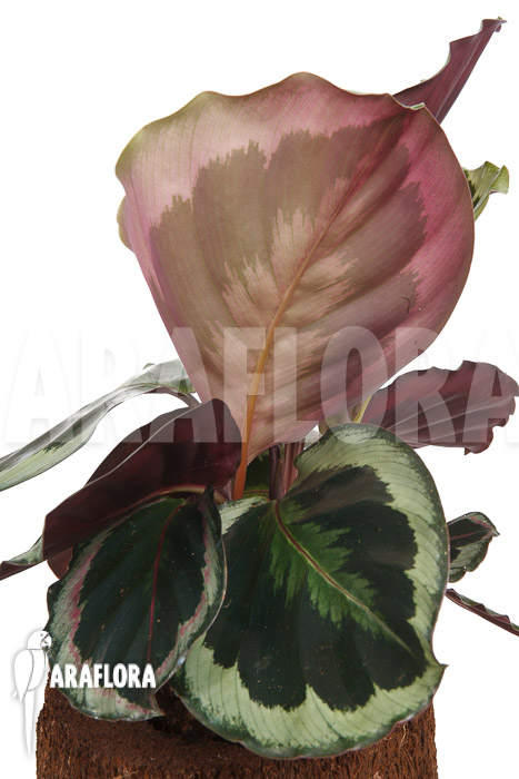 Calathea roseopicta ‚Marion‘