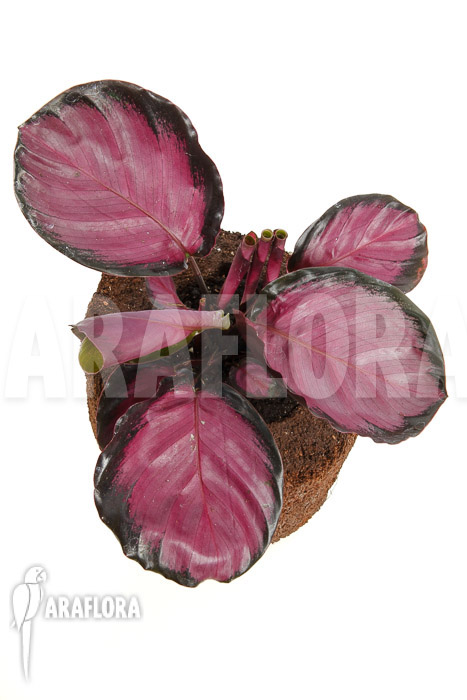 Calathea roseopicta ‚Rose‘