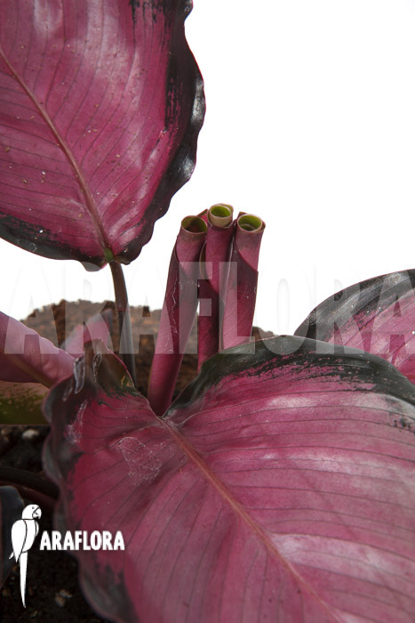 Calathea roseopicta ‚Rose‘