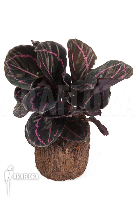 Calathea x Dottie ‚L‘