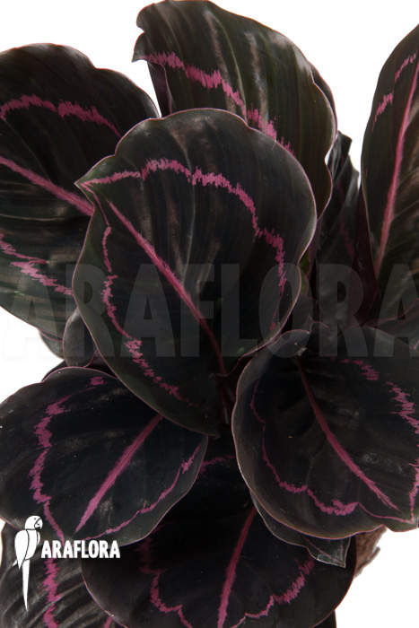Calathea x Dottie ‚L‘