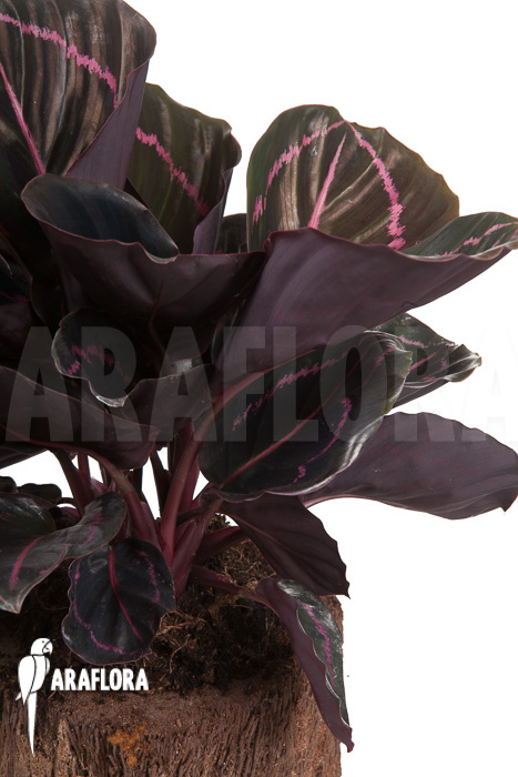 Calathea x Dottie ‚L‘