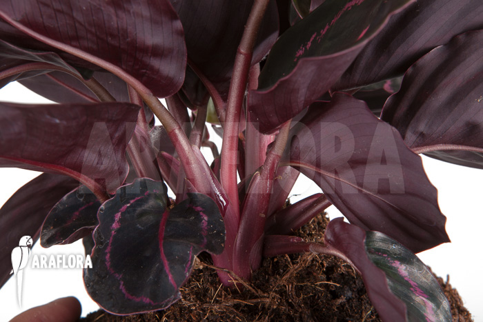 Calathea x Dottie ‚L‘