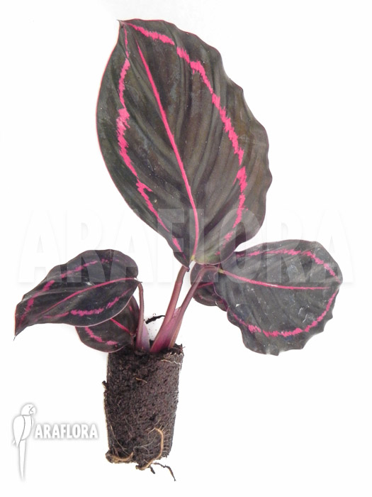 Calathea x Dottie plug