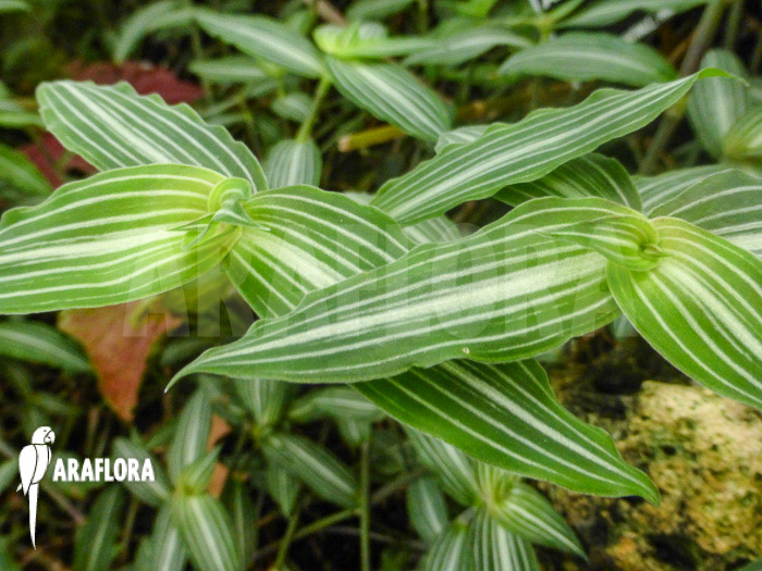 Callisia gentlei var. Elegans