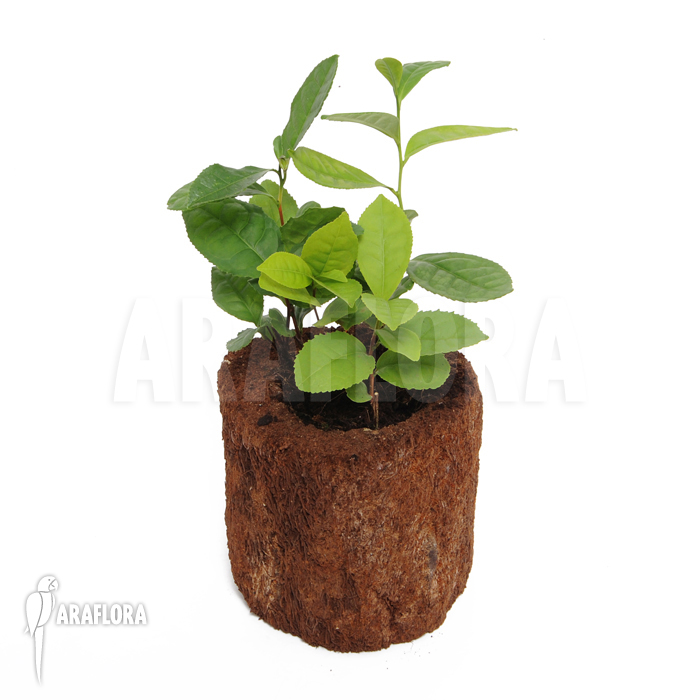 Camellia sinensis ‚Tea plant‘