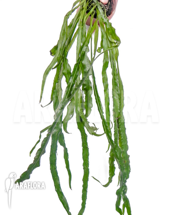 Campyloneurum-angustifolium-3