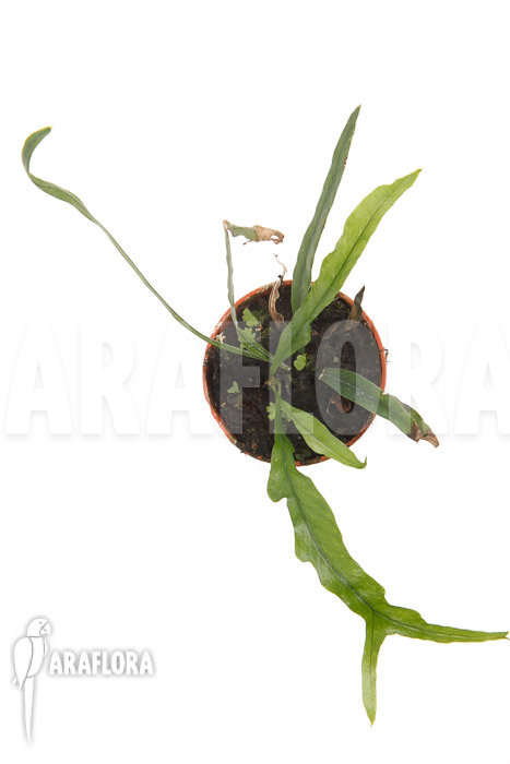 Campyloneurum angustifolium ’starter‘