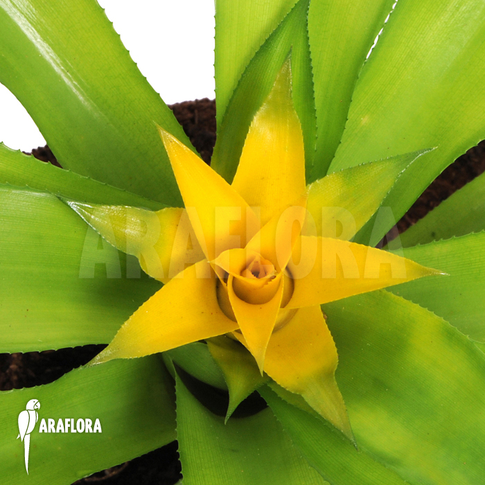 Canistropsis billbergioides cv citron