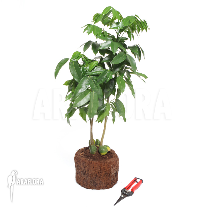 Castanospermum australe