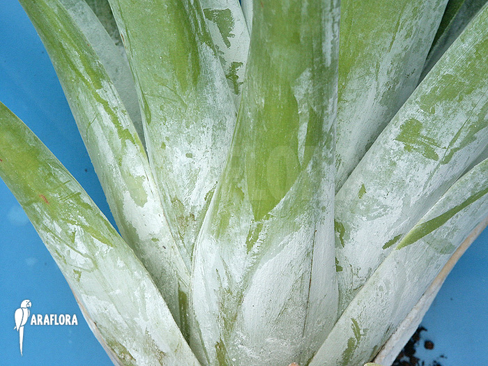 Catopsis berteroniana