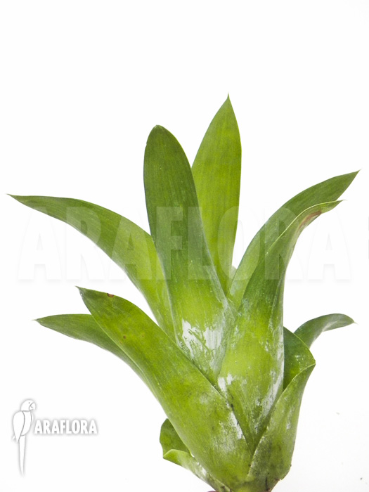 Catopsis berteroniana Starter