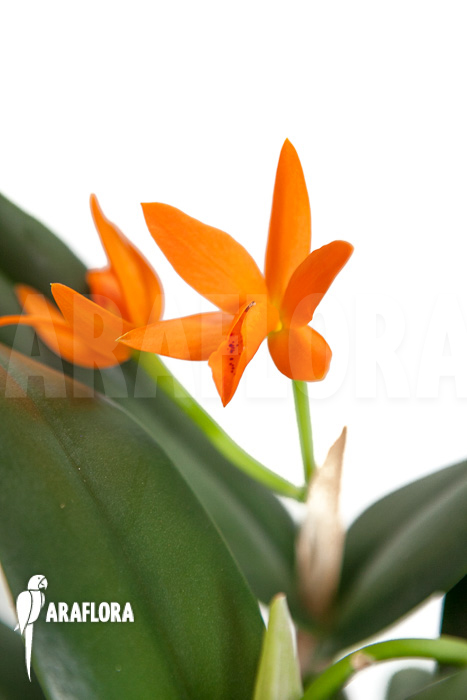 Cattleya aurantiaca hyb Orange