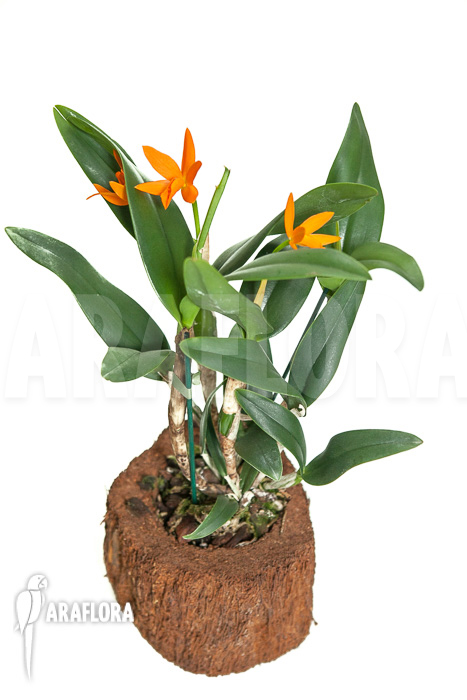 Cattleya aurantiaca hyb Orange