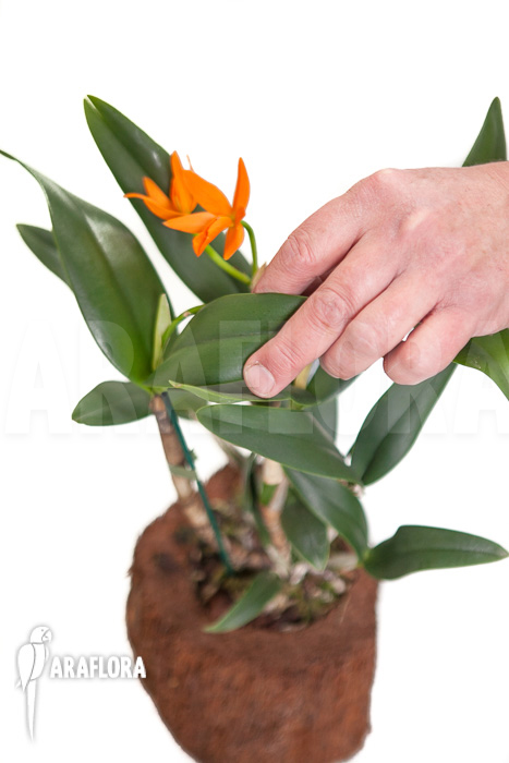Cattleya aurantiaca hyb Orange