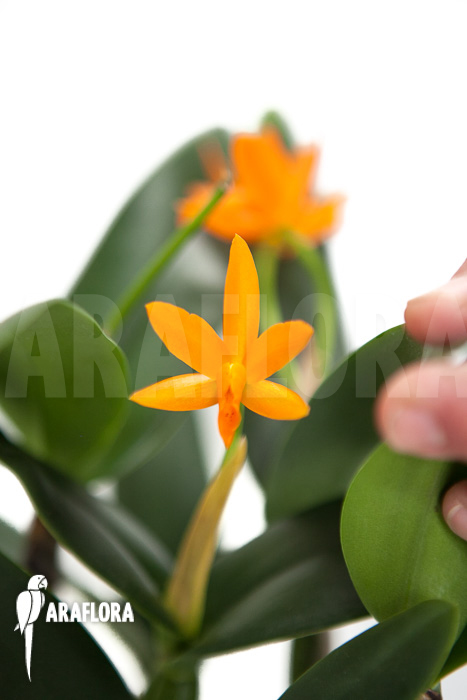 Cattleya aurantiaca hyb Orange