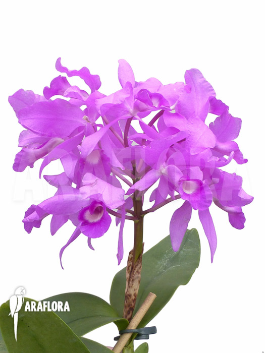 Cattleya skinneri