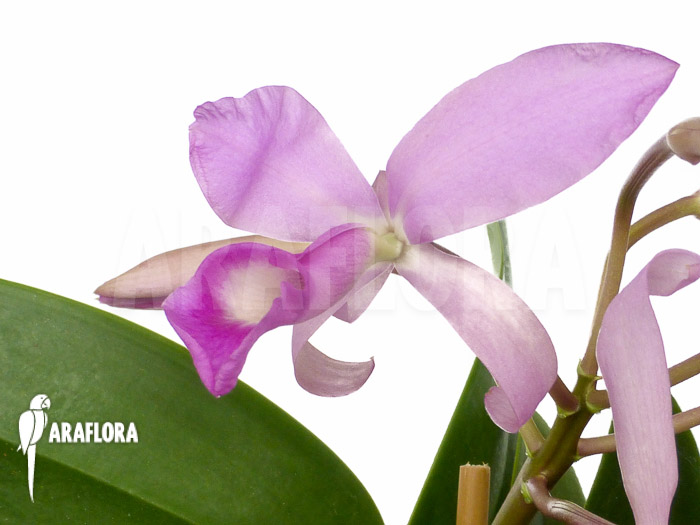 Cattleya skinneri