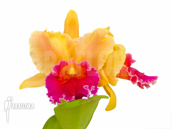 Cattleya x Purple Orange