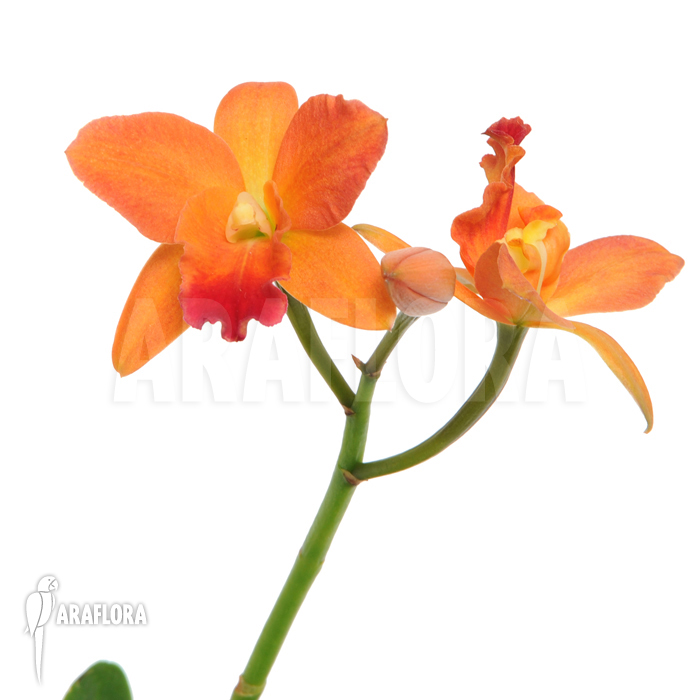Cattleya x ‚Orange flower‘