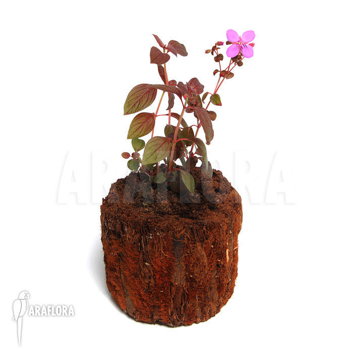 Centradenia floribunda