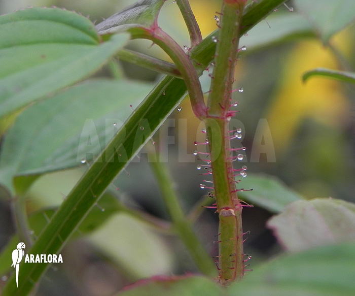 Centradenia-floribunda-6