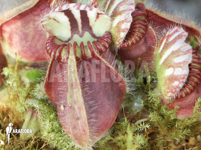 Cephalotus follicularis ‚L‘