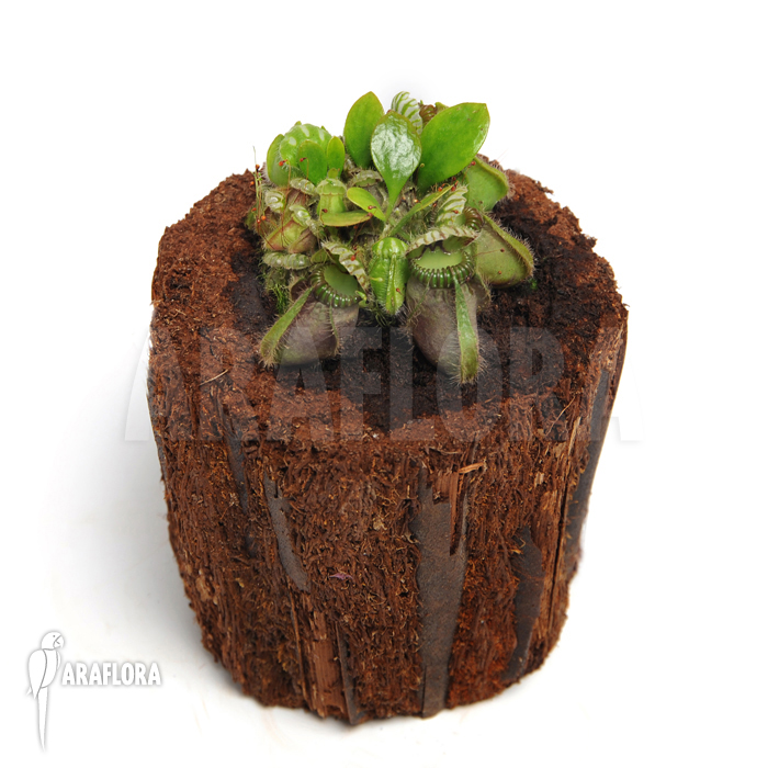 Cephalotus follicularis ‚L‘