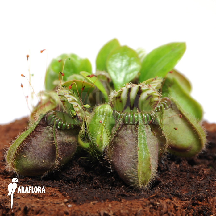 Cephalotus follicularis ‚L‘