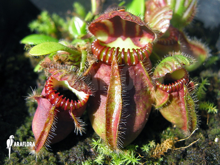 Cephalotus follicularis ‚L‘