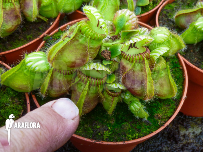 Cephalotus follicularis ‚XL‘