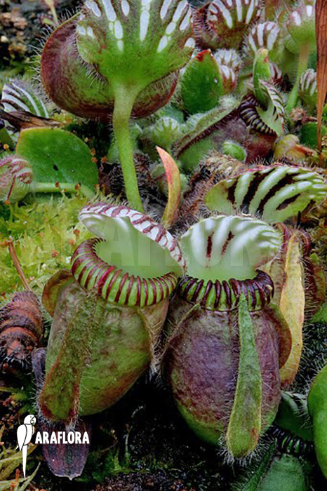 Cephalotus follicularis ‚XL‘