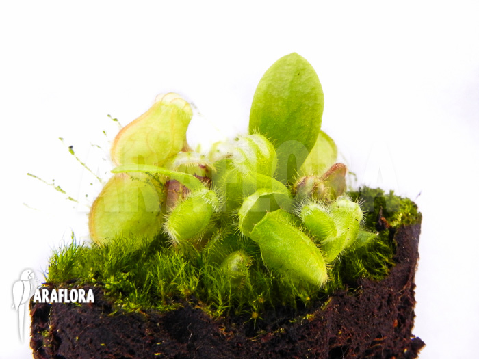 Cephalotus follicularis plug