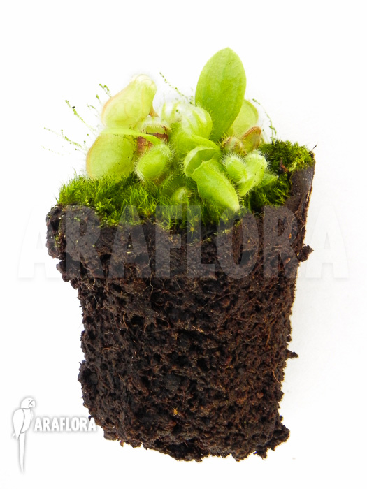 Cephalotus follicularis plug
