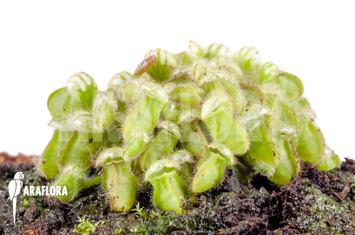 Cephalotus follicularis starter