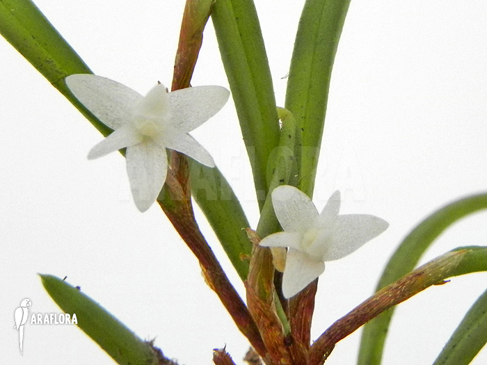 Ceratostylis philippinensis