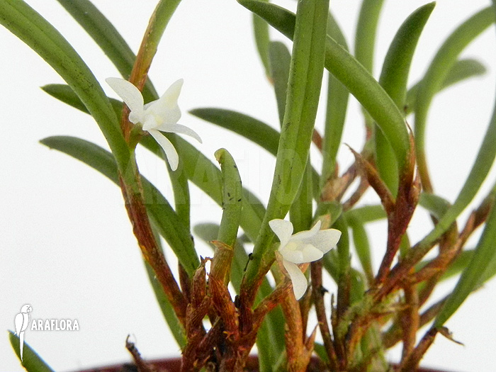 Ceratostylis philippinensis
