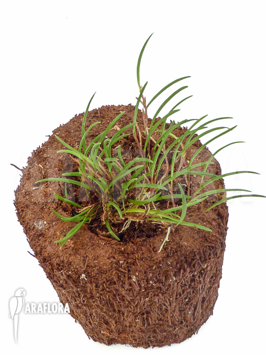 Ceratostylis philippinensis