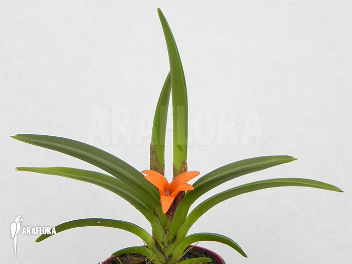 Ceratostylis retisquama ‚Rubra‘