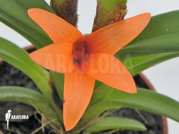 Ceratostylis retisquama ‚Rubra‘