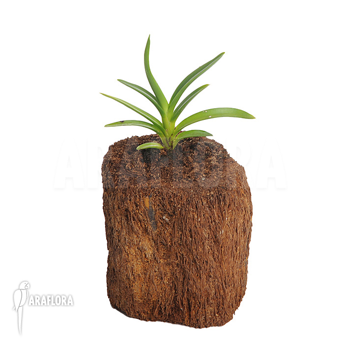 Ceratostylis retisquama ‚Rubra‘