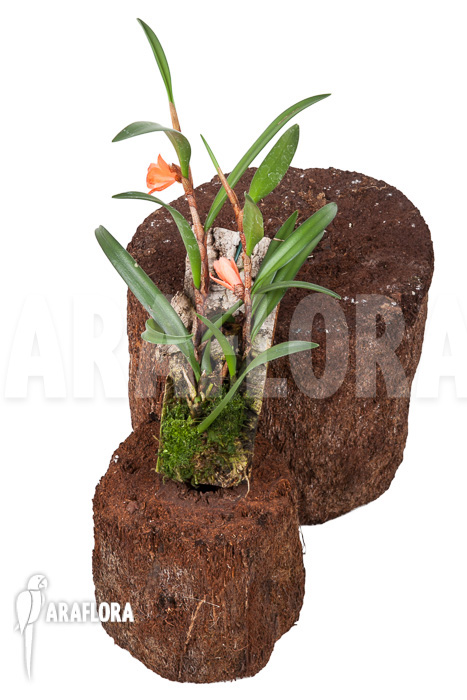 Ceratostylis retisquama ‚mounted‘