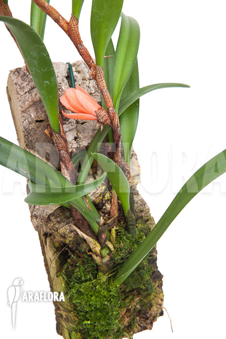 Ceratostylis retisquama ‚mounted‘