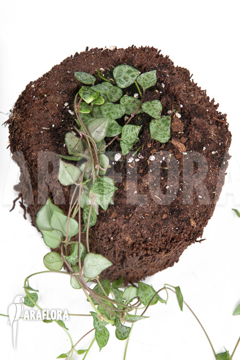 Ceropegia ‚mini star‘