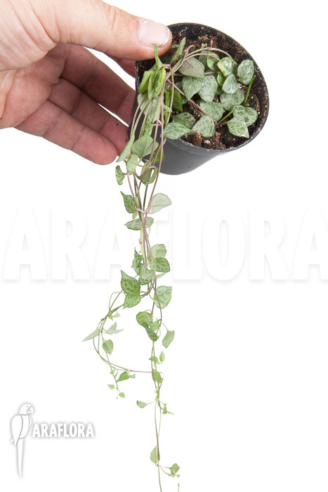 Ceropegia ‚mini star‘