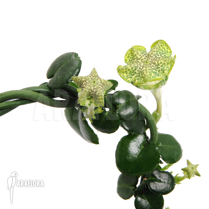 Ceropegia sandersonii